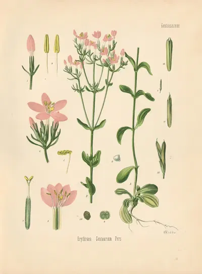 Erythraea Centaurium by Gustav Pabst, 1883-1914 — digital art print download