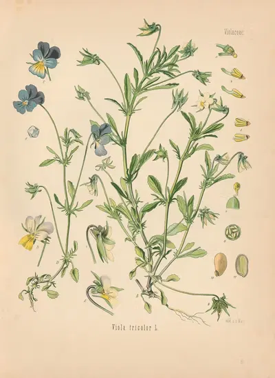 Viola tricolor by Gustav Pabst, 1883-1914 — digital art print download