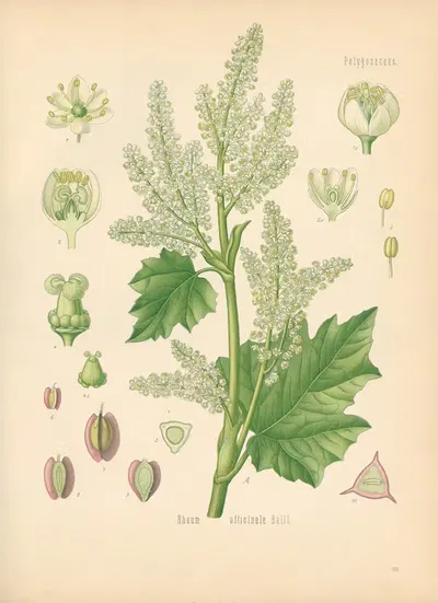 Rheum officinale by Gustav Pabst, 1883-1914 — digital art print download