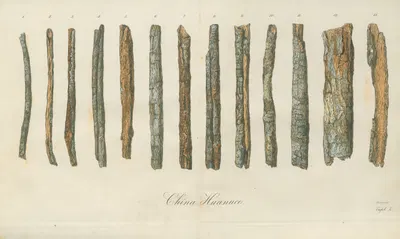 China Huanuco by Gustav Andreas Forsmann, 1826 — digital art print download