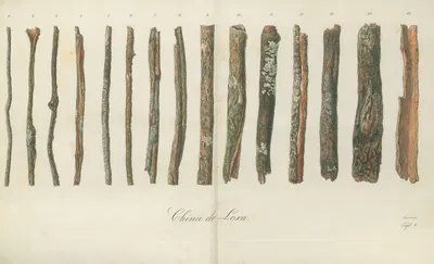 China de Loxa by Gustav Andreas Forsmann, 1826 — digital art print download