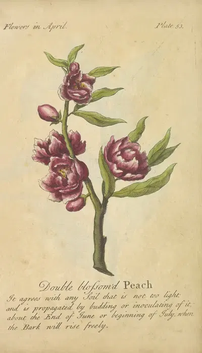 Double blossomed Peach by J. Duke, 1747 — digital art print download