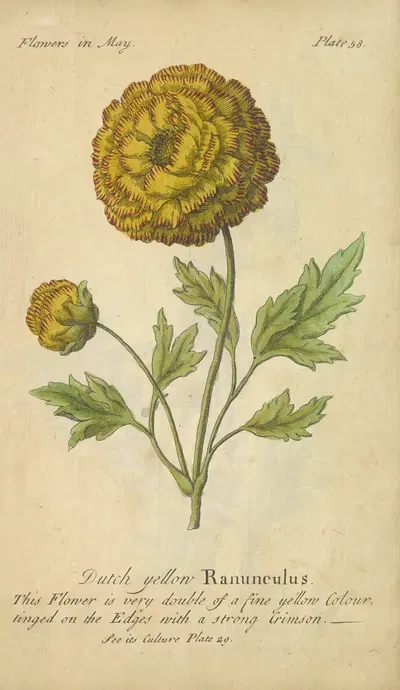 Dutch yellow Ranunculus by J. Duke, 1747 — digital art print download