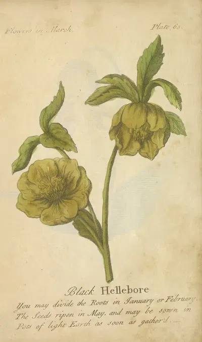 Black Hellebore by J. Duke, 1747 — digital art print download