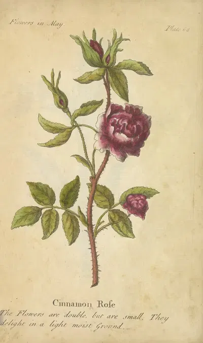 Cinnamon Rose by J. Duke, 1747 — digital art print download