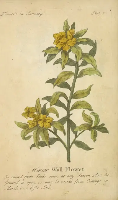 Winter Wall-Flower by J. Duke, 1747 — digital art print download
