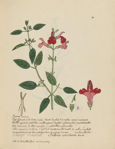 Salvia coccinea by Jean Baptiste Louis Letellier, 1848-1849 — digital art print download