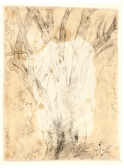 Studie af et træ og blomster by Ciro Ferri — digital art print download