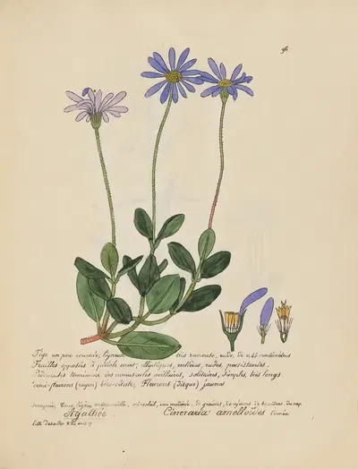 Cineraria amelloïdes by Jean Baptiste Louis Letellier, 1848-1849 — digital art print download