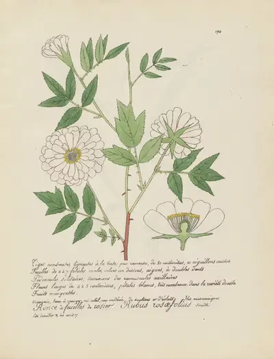 Rubus rosaefolius by Jean Baptiste Louis Letellier, 1848-1849 — digital art print download
