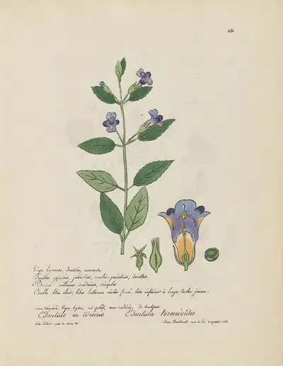 Edetnula torenioïdes by Jean Baptiste Louis Letellier, 1848-1849 — digital art print download