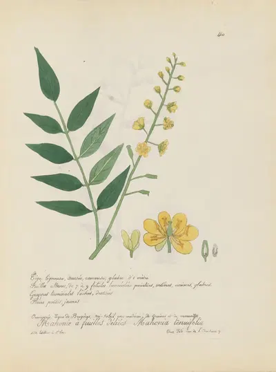 Mahonia tenuifolia by Jean Baptiste Louis Letellier, 1848-1849 — digital art print download