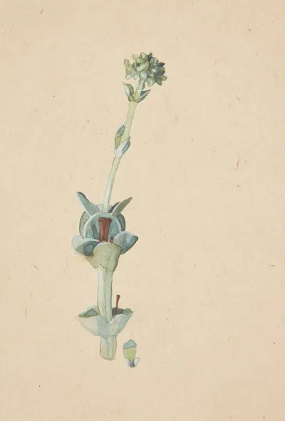 Studie af en blomst by Gudrun Traustedt, 1920-1924 — digital art print download