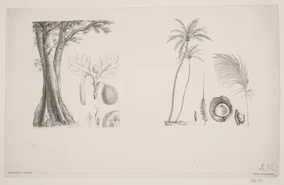 Botanisk blad fra Schouws skrifter by Hans Christian Henneberg, 1851 — digital art print download