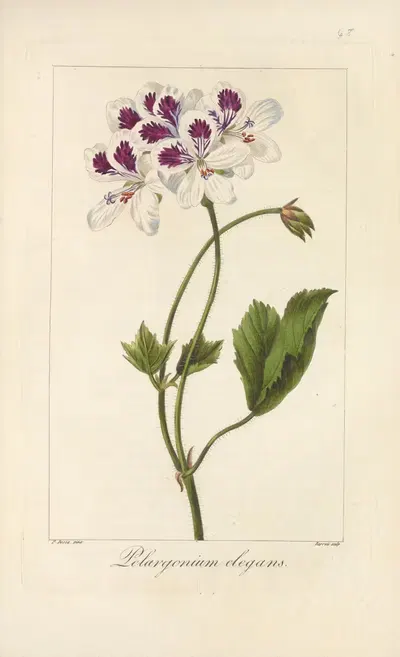 Pelargonium elegans by Jean Claude Michel Mordant de Launay, 1816-1827 — digital art print download