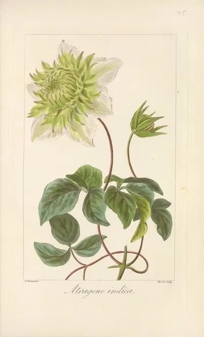 Atragene indica by Jean Claude Michel Mordant de Launay, 1816-1827 — digital art print download