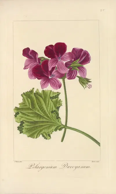 Pelargonium daveyanum by Jean Claude Michel Mordant de Launay, 1816-1827 — digital art print download