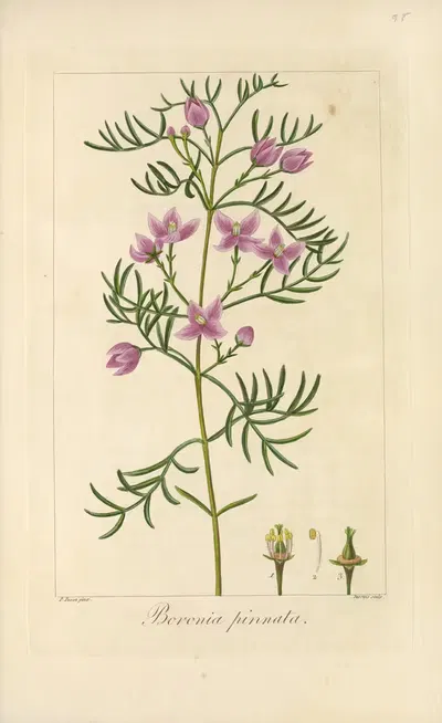 Boronia pinnata by Jean Claude Michel Mordant de Launay, 1816-1827 — digital art print download