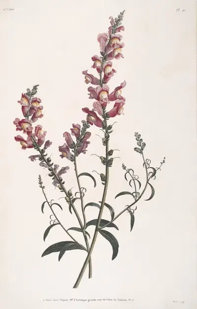 Étude de Mufflier, ou Muffle de venu by Jean Louis Prévost, 1805 — digital art print download