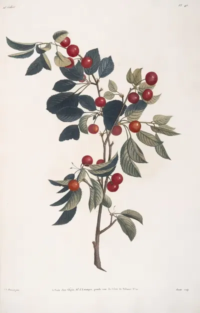 Branche de Cerise précoce by Jean Louis Prévost, 1805 — digital art print download