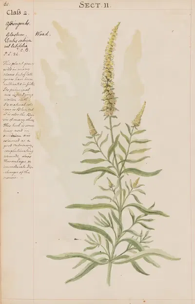 Woad by Joshua Webster, 1780 — digital art print download