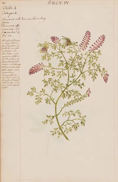 Common fumitory by Joshua Webster, 1780 — digital art print download