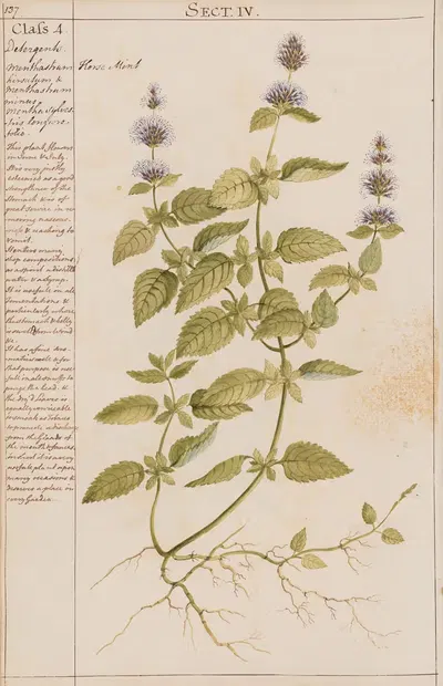 Horse Mint by Joshua Webster, 1780 — digital art print download