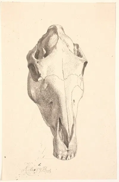 Hjortekranium by Йохан Томас Лундбю, 1839 — digital art print download
