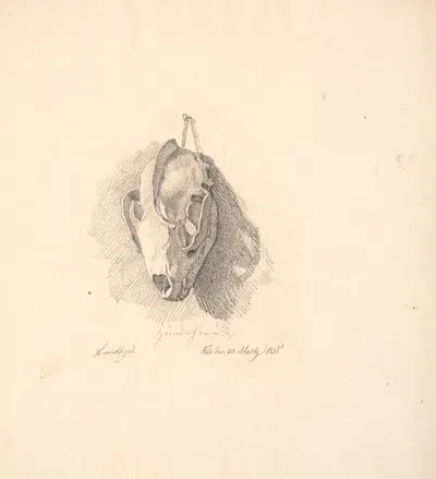 Hundekranium by Йохан Томас Лундбю, 1835 — digital art print download