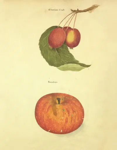 Siberian Crab, Poveshon by William Coxe Jr., 1817 — digital art print download