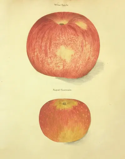 Wine Apple, Royal Pearmain by William Coxe Jr., 1817 — digital art print download