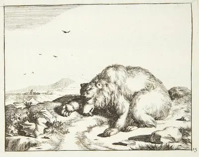 Liggende bjørn med en udstrakt pote by Marcus de Bye, 1664 — digital art print download