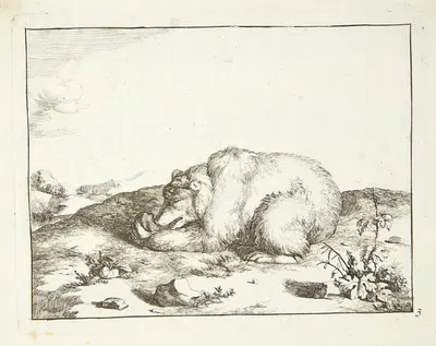 Liggende bjørn, der spiser noget fra sin venstre pote by Marcus de Bye, 1664 — digital art print download