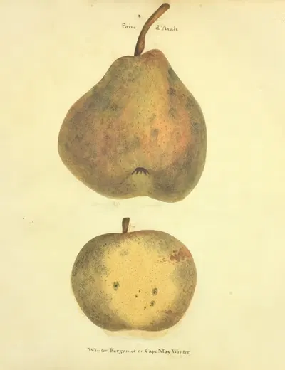 Poire d'Auch, White Bergamot by William Coxe Jr., 1817 — digital art print download