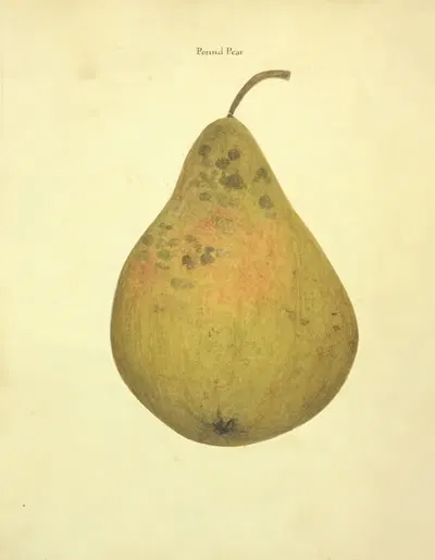Pound Pear by William Coxe Jr., 1817 — digital art print download