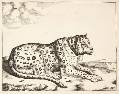 Liggende leopard, vendt mod højre by Marcus de Bye — digital art print download