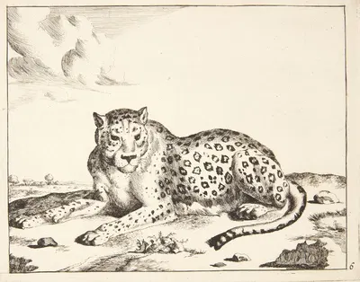 Liggende leopard, vendt mod venstre by Marcus de Bye — digital art print download