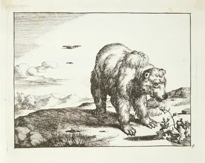 Stående bjørn i nærheden af en plante by Marcus de Bye, 1664 — digital art print download