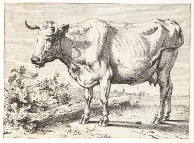 Ko med krøllede horn by Паулус Поттер, 1650 — digital art print download