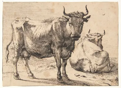 Stående og liggende ko by Паулус Поттер, 1650 — digital art print download