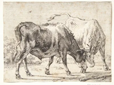 To kæmpende okser by Паулус Поттер, 1650 — digital art print download