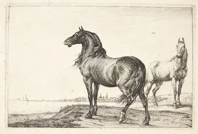 Vrinskende hest by Паулус Поттер, 1652 — digital art print download