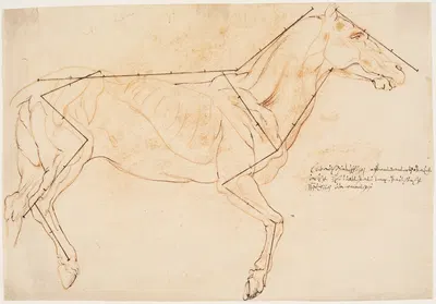 Anatomisk og proportionsstudie En hest by Willem Panneels — digital art print download