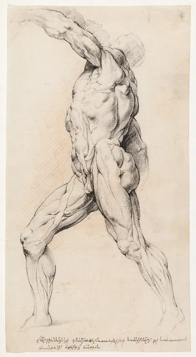 Anatomisk studie écorché En gående, flået mand med løftet venstre arm, venstre drejet by Willem Panneels — digital art…
