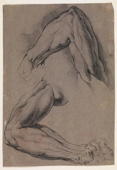 Anatomisk studie écorché To studier af en mands flåede, venstre arm by Willem Panneels — digital art print download