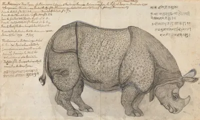 A Rhinoceros in the Pashwa's Menagerie at Poona by Гангарама Чинтаман Тамбат, 1790 — digital art print download