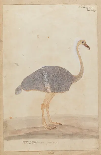 Ostrich by Гангарама Чинтаман Тамбат, 1796 — digital art print download