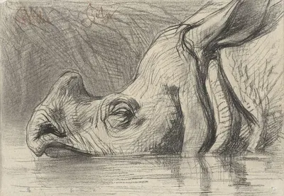 Head of a Rhinoceros, Half Submerged in the Water by Огюст Аллебе — digital art print download