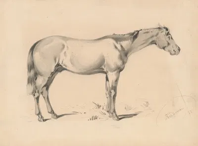 Study of a Horse I. by Фридрих Карл фон Шейдлин — digital art print download