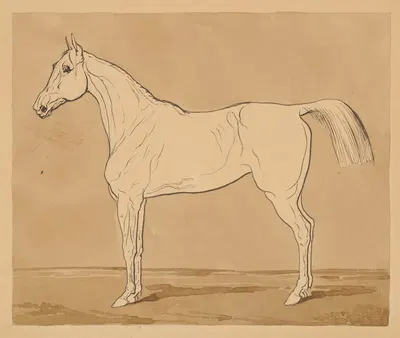 Study of a Horse II. by Фридрих Карл фон Шейдлин — digital art print download